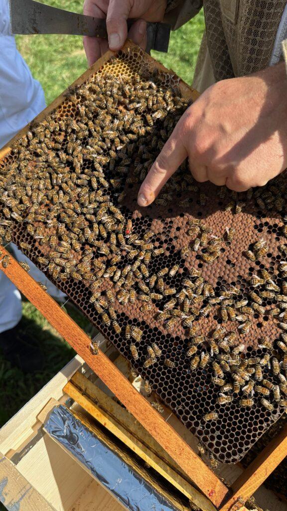 abeilles entrain de fabriquer du miel